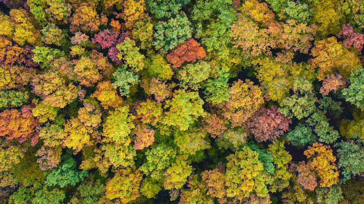 forest  forest
